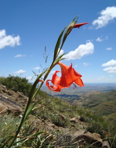 Gladiolus saundersii from the side